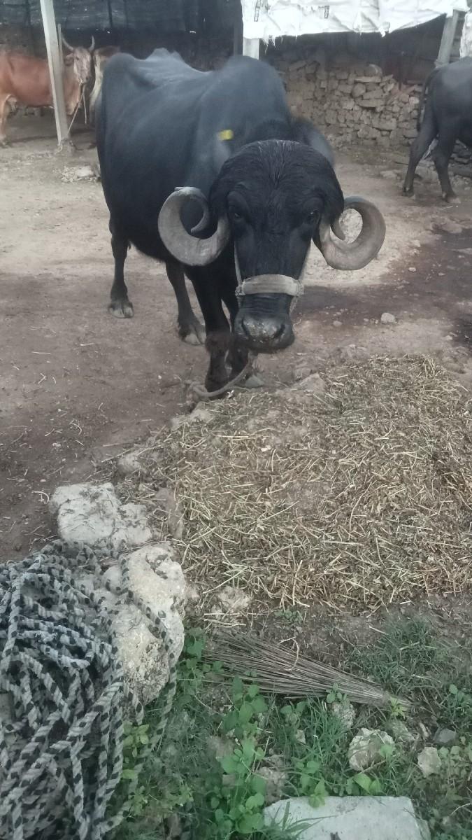 થંબનેલ 2