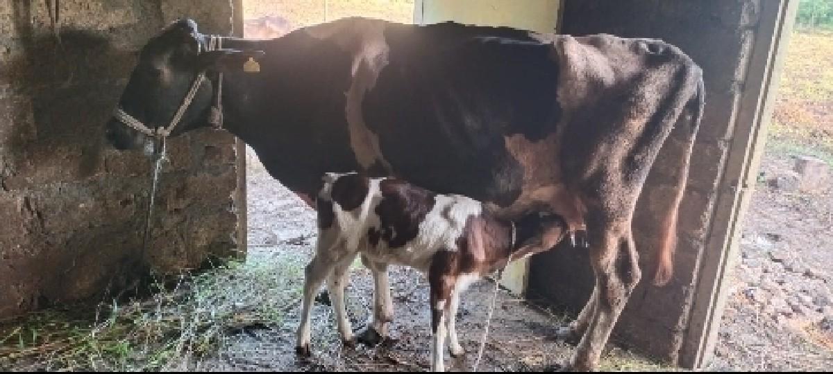 જીતુભાઈ રાઠોડ મો 7211189378
