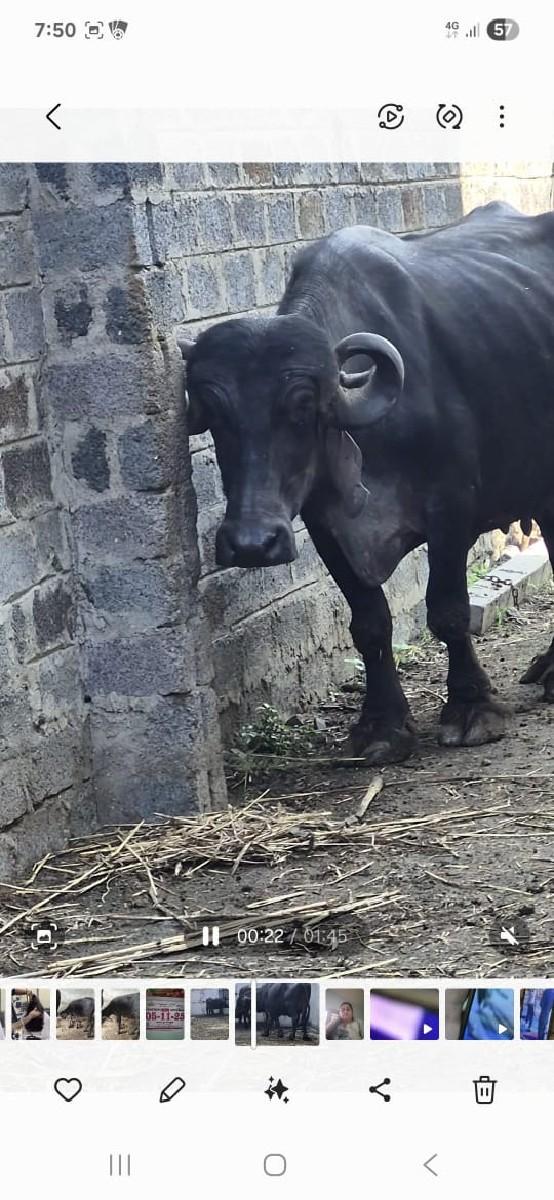 ભેશ વેચવાની છે