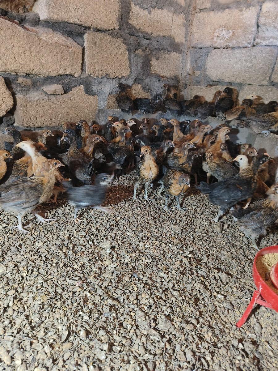 દેશીસોનાલી ના બચ્ચા