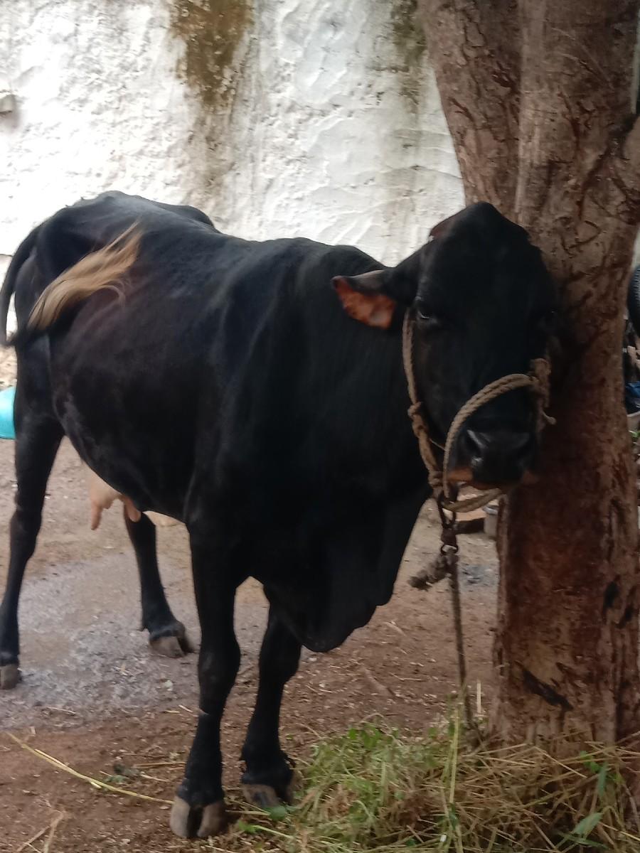 થંબનેલ 2