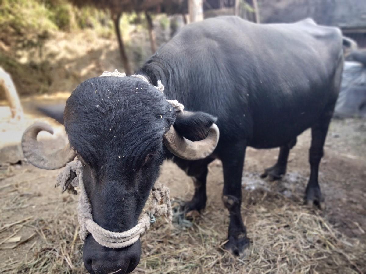 આ ભેંશ વેસવાની છે વેતર સોથુ