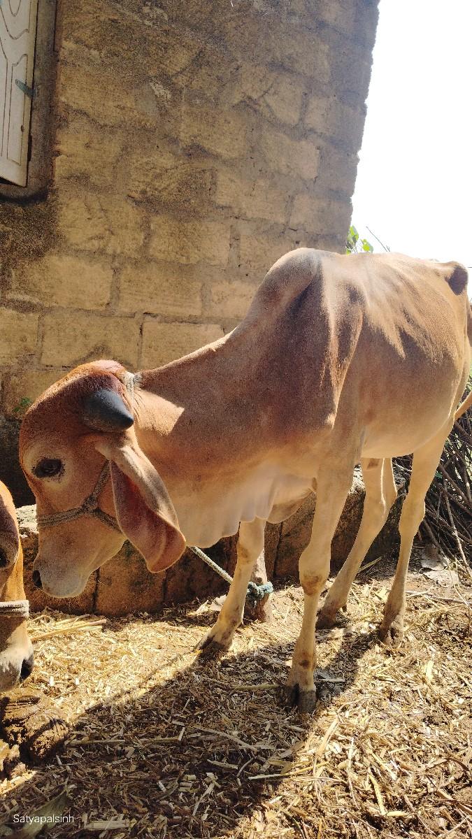 થંબનેલ 1