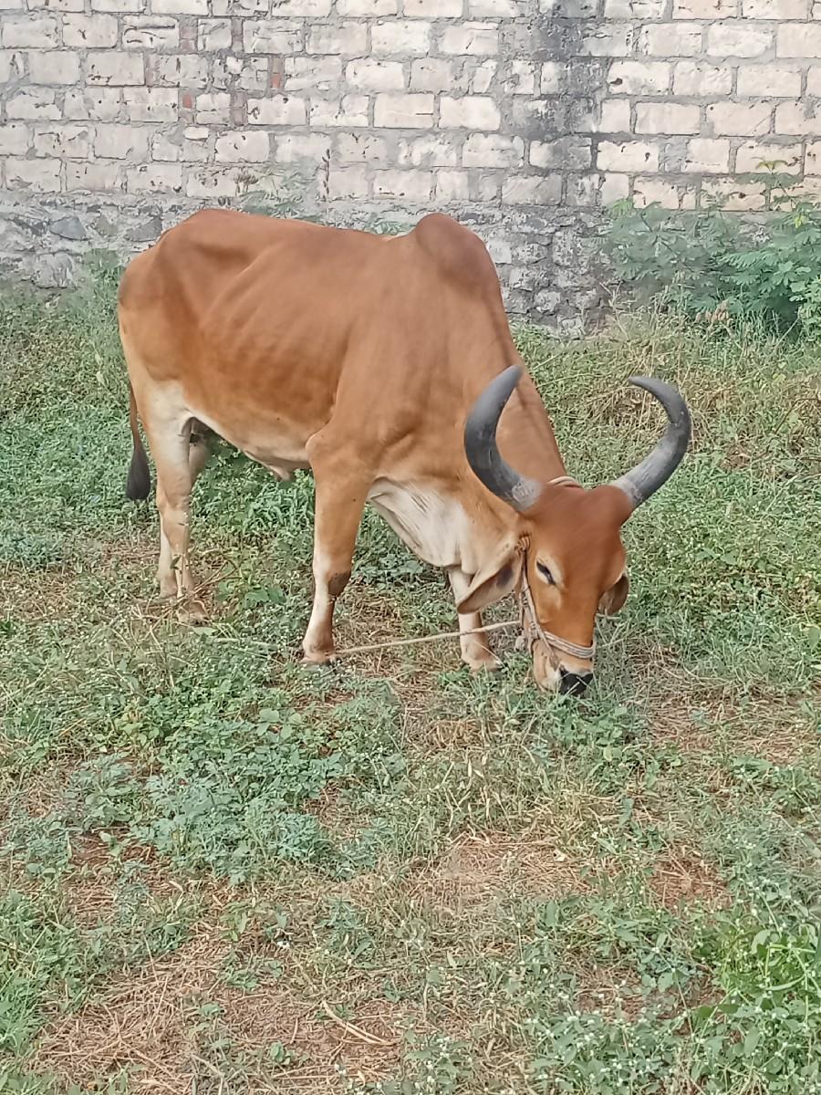 ત્રીજી વાવણી નો બળદ