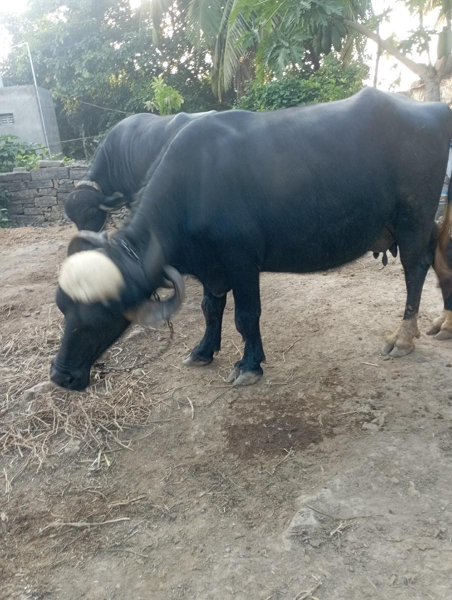 થંબનેલ 3