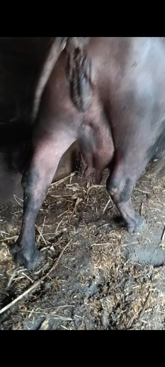 ભેશ વેસવાની સે