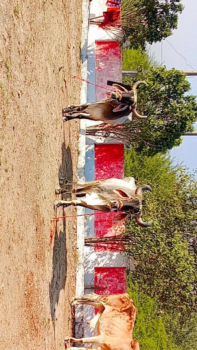 ત્રીજી ચોથી ધર્મરોજીયા ભરત છે ફુલ