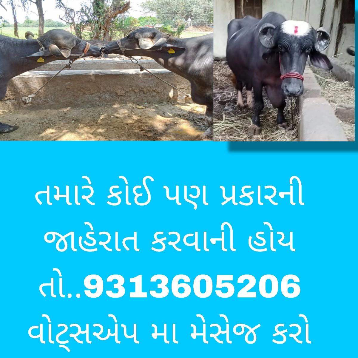 ભૈસ વેચવા ની છે