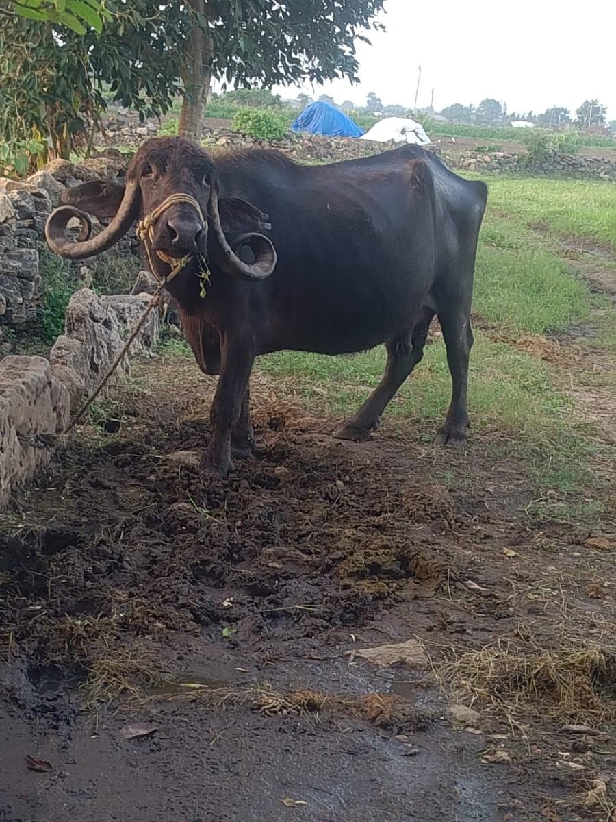 વેસવાની