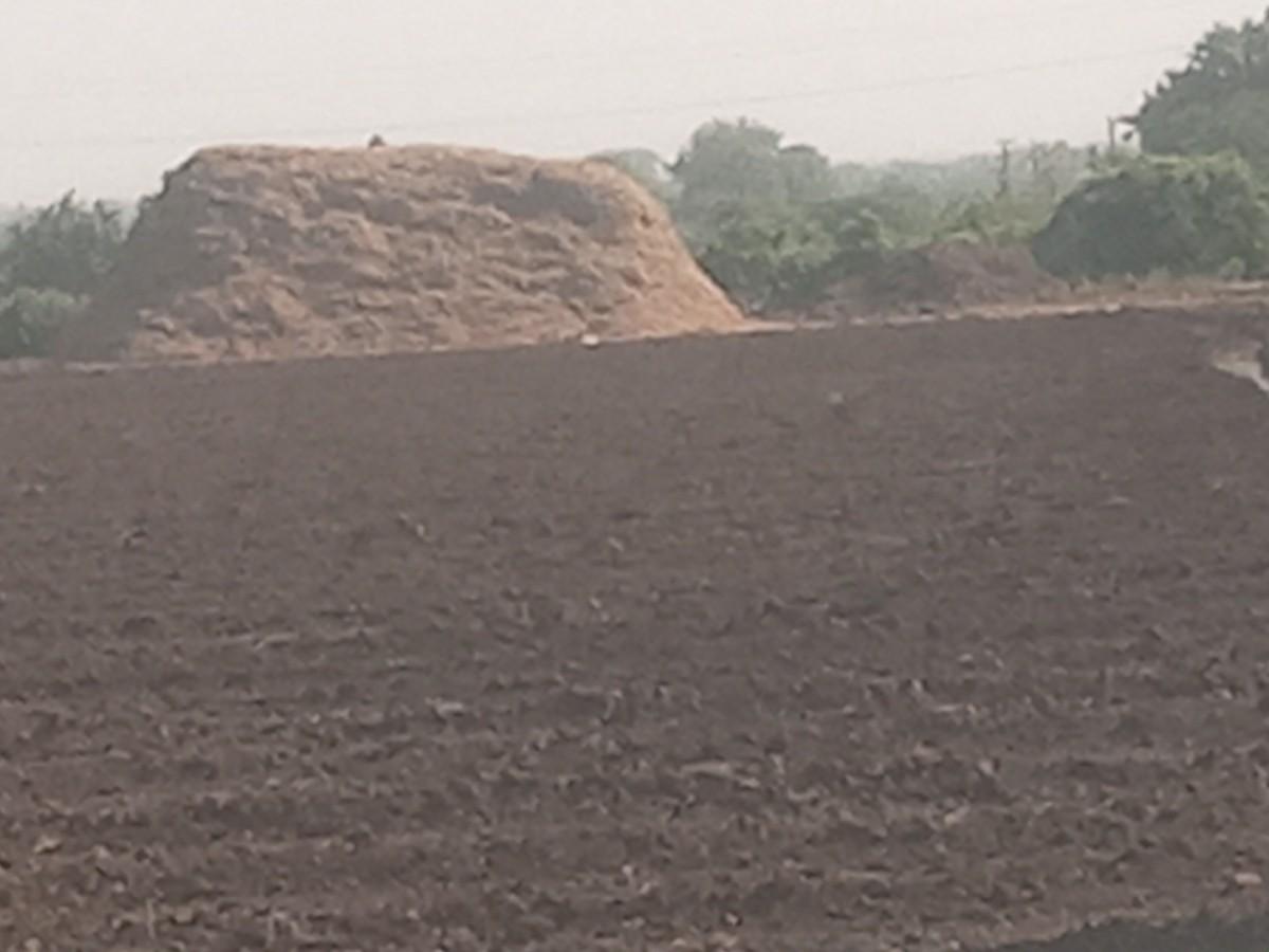 માડવી નો પાલૉ વેચવા નો