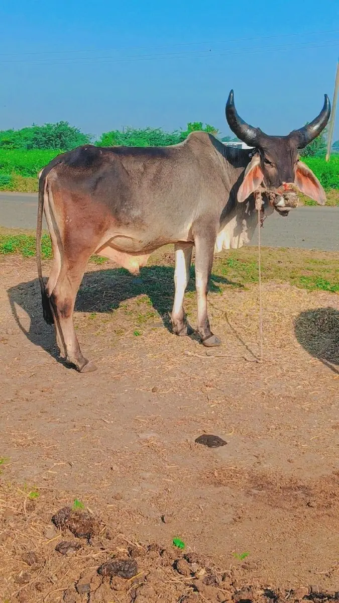 Jumbo video Jumbo gadi se total ja