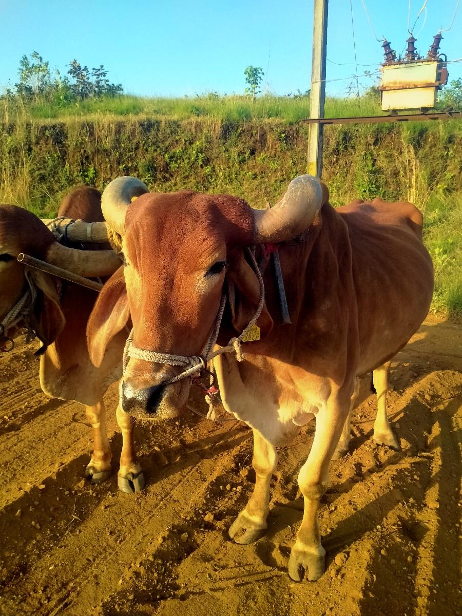 થંબનેલ 2