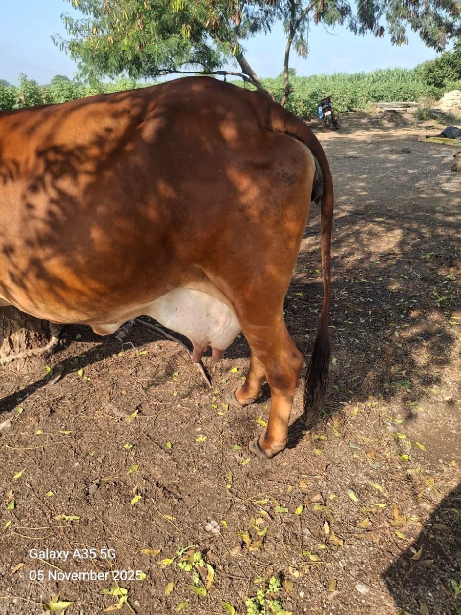 થંબનેલ 3