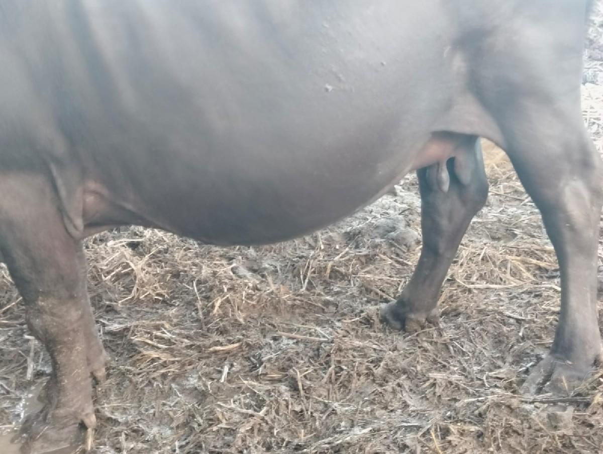 થંબનેલ 3