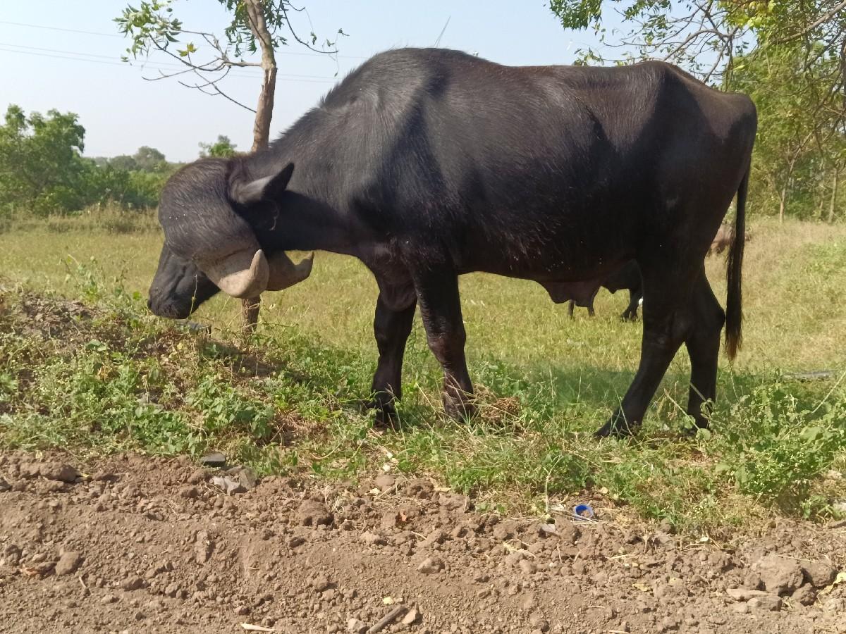 પાડો દેવાનો છે