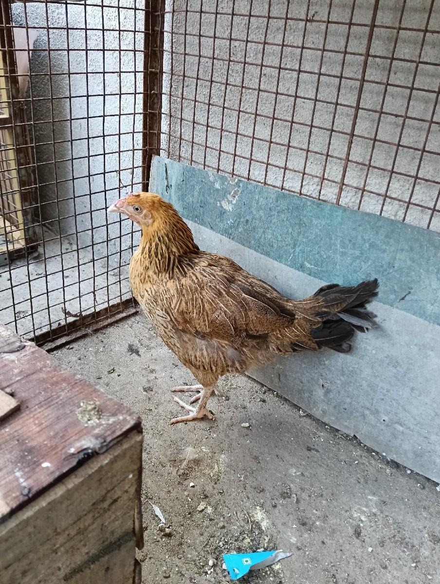 થંબનેલ 2