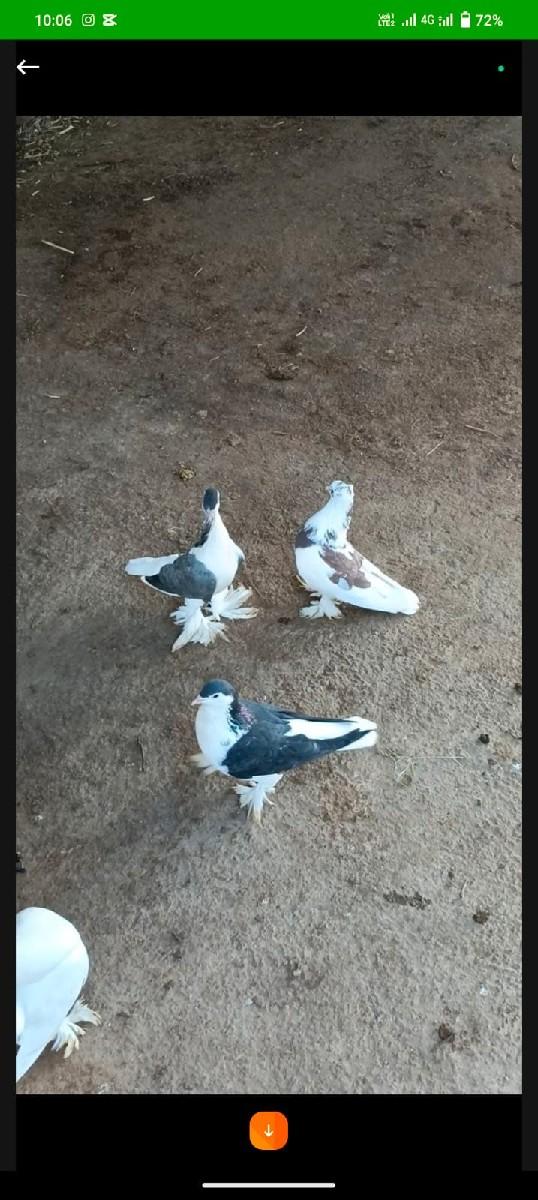 થંબનેલ 2