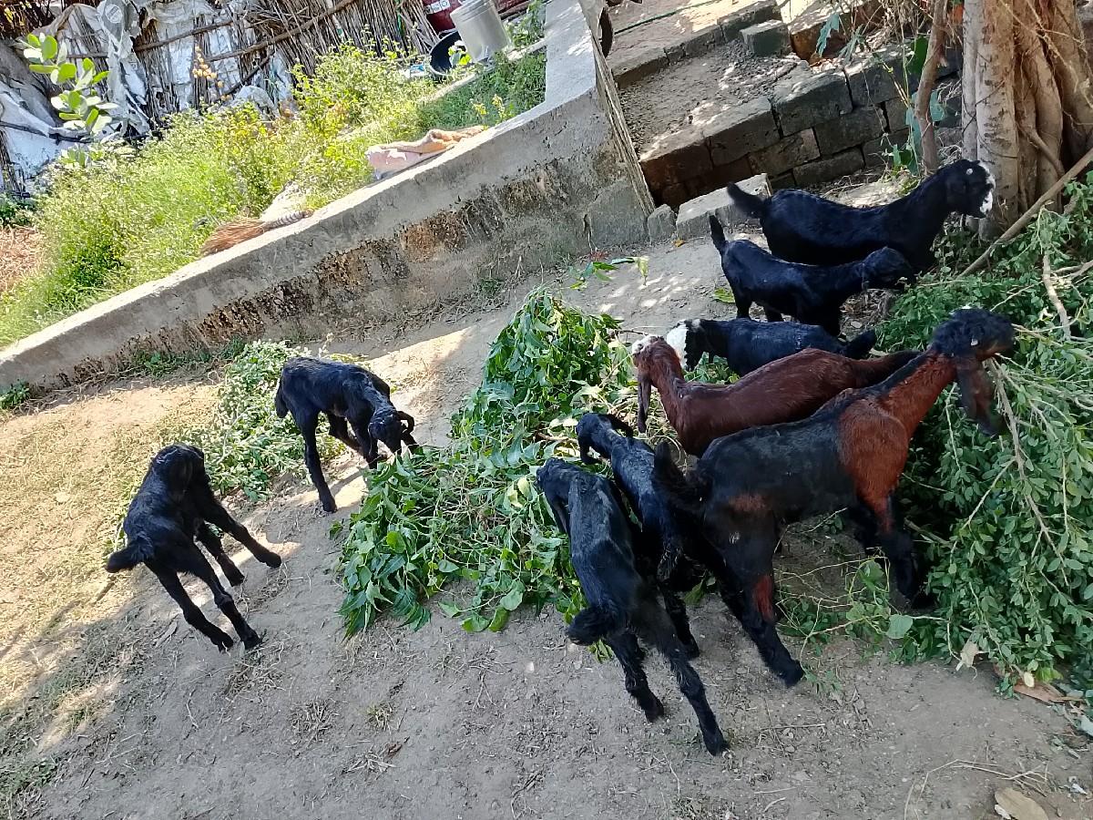 બોકડા 35000