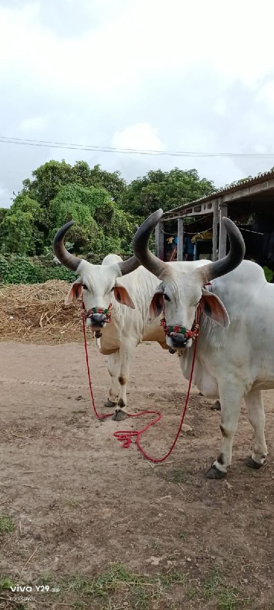 થંબનેલ 3