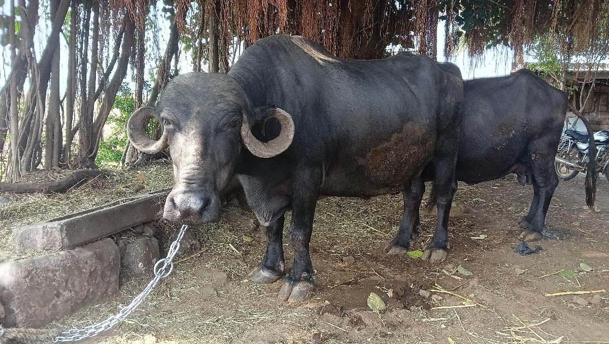 થંબનેલ 3