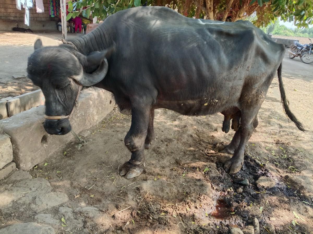 થંબનેલ 2