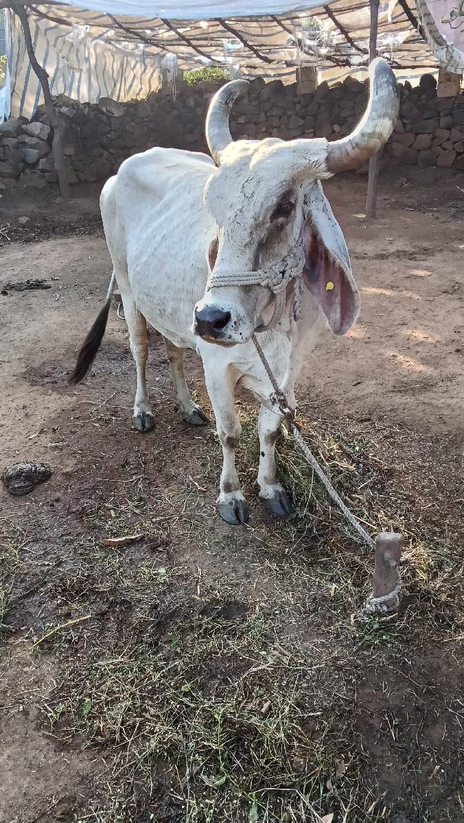 થંબનેલ 3