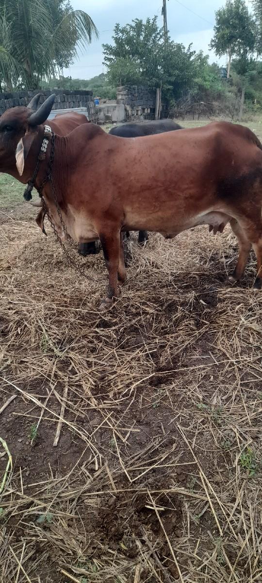 થંબનેલ 2