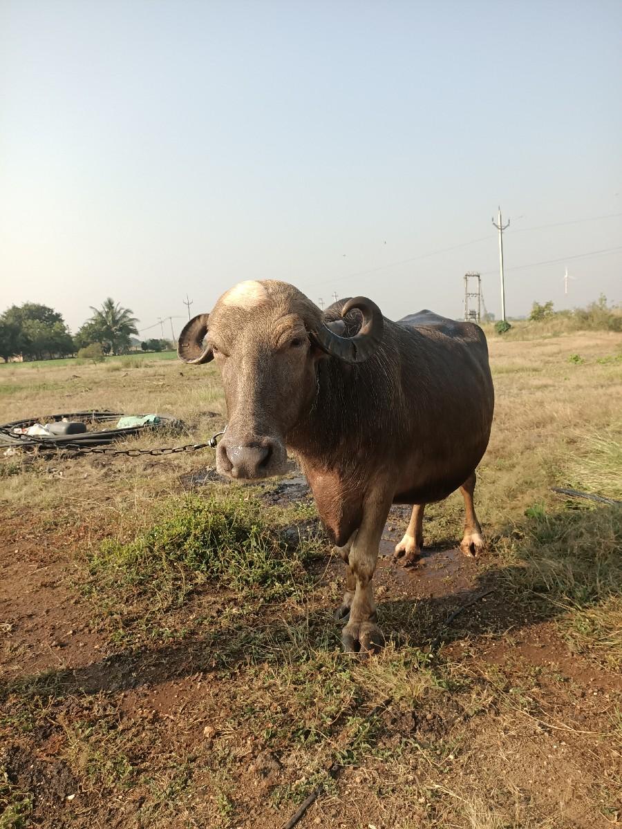 थंबनेल 2