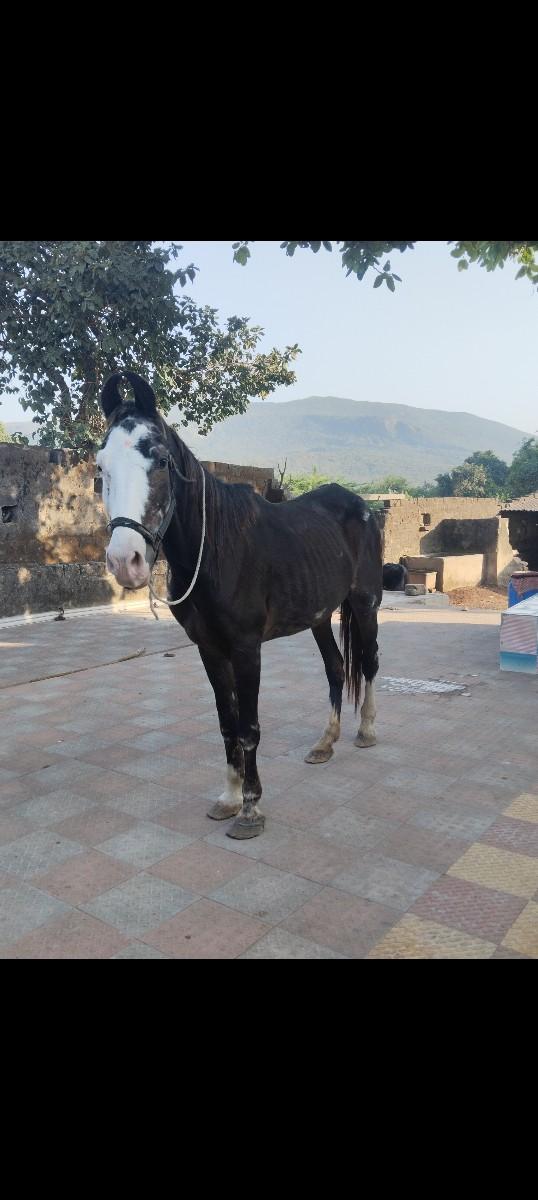 થંબનેલ 2