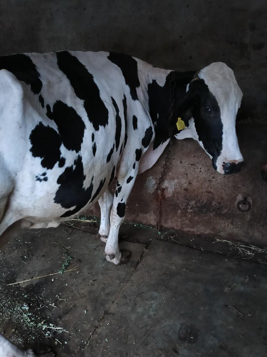 વેચવાની છે