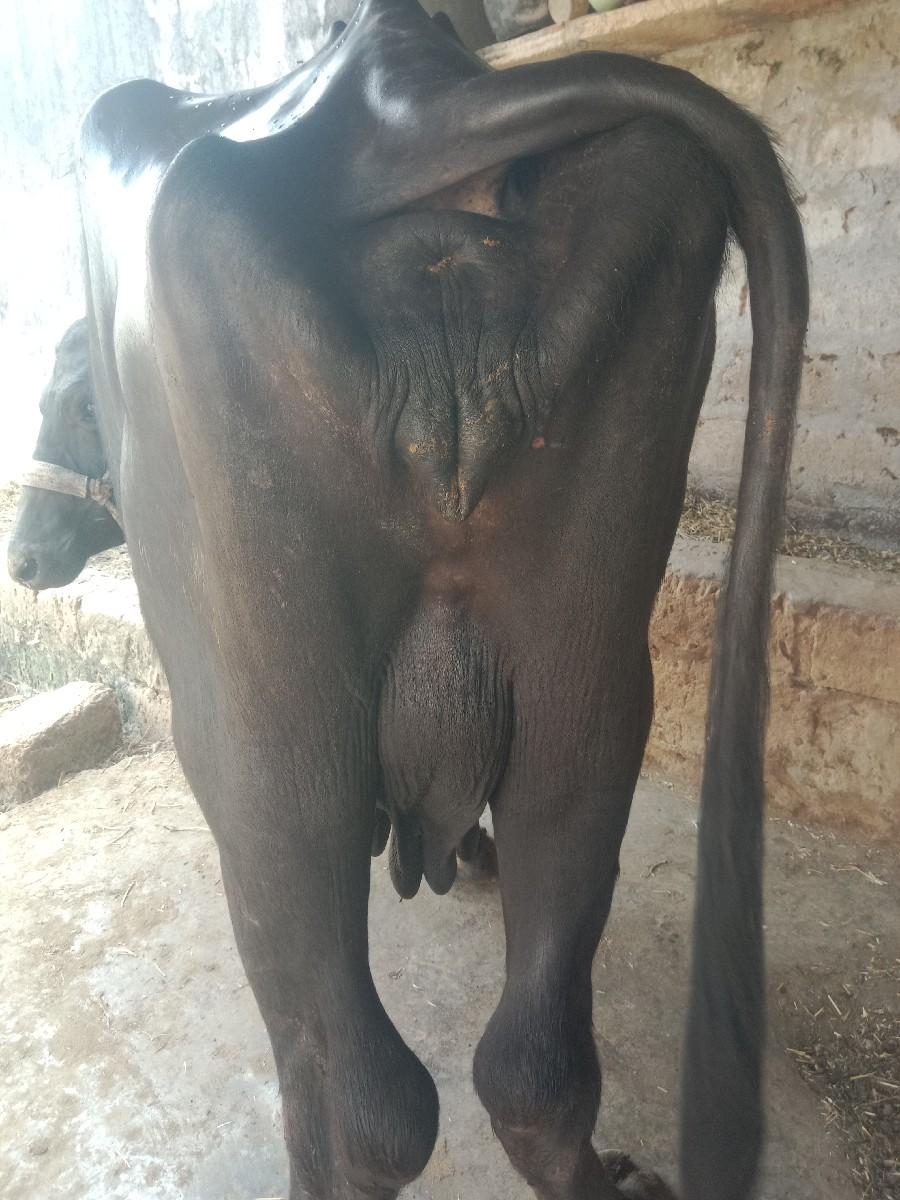 ભેશ વેશવાની છે