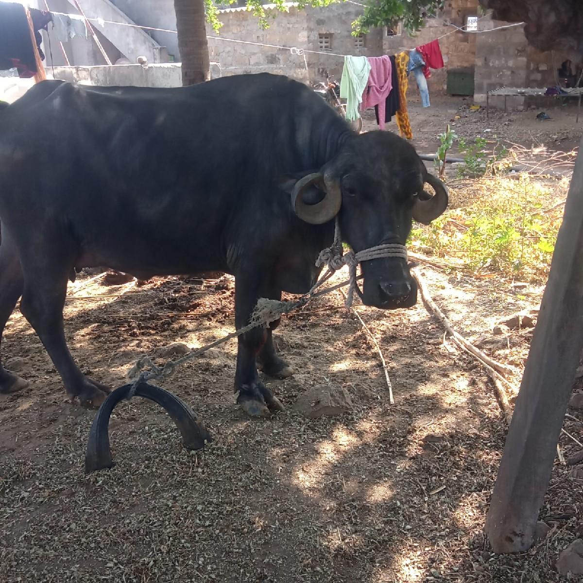 ભેંસ વેચવાની છે