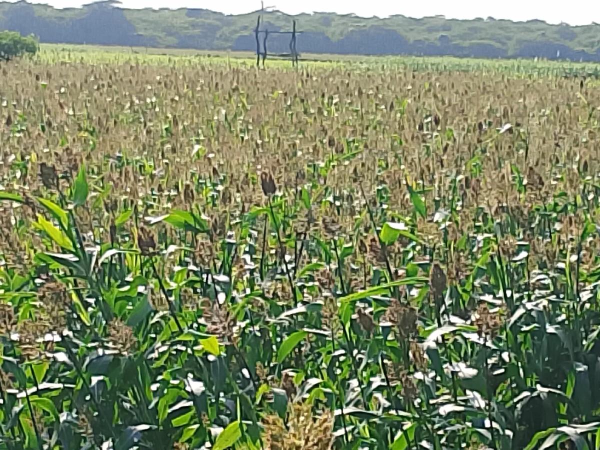 લીલી જુવાર ના ઉભા ખેતર વેસવા છે