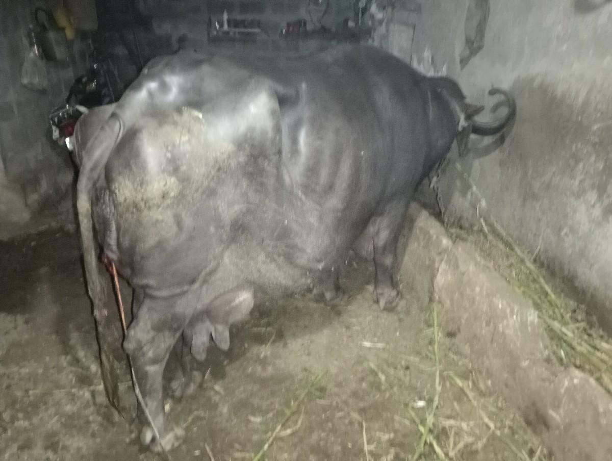 થંબનેલ 2