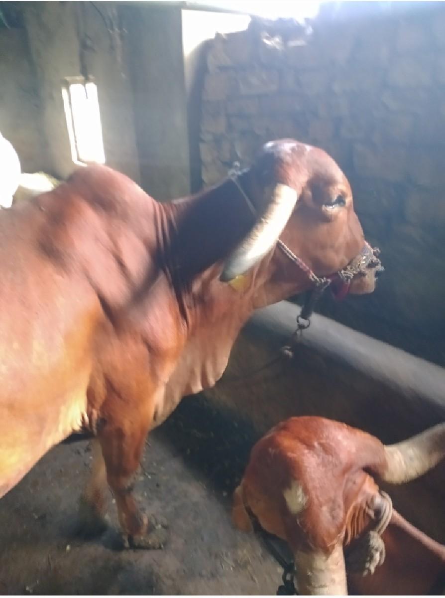 ગીર ગાય વેશવાની છે વેતર 3 વિયાગલ