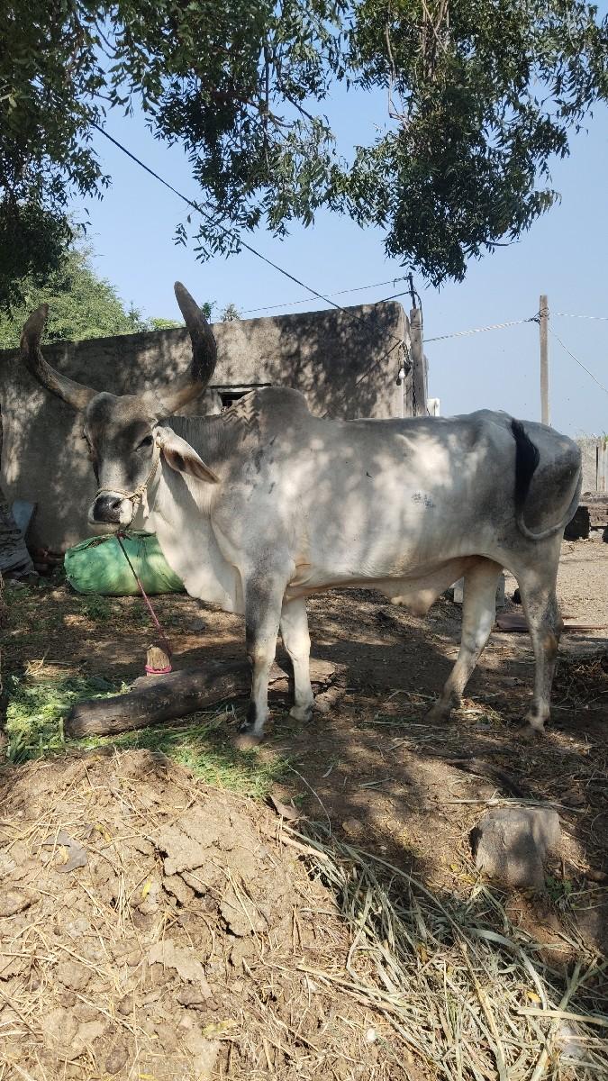 વેચવા નો સે 
કિંમત 10000