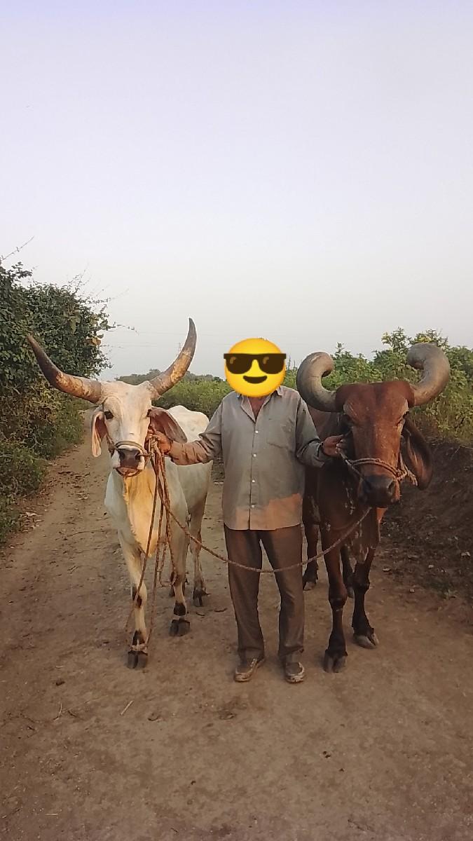 થંબનેલ 2