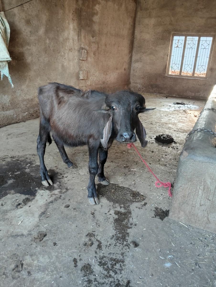 પાડી વેચવાની છે