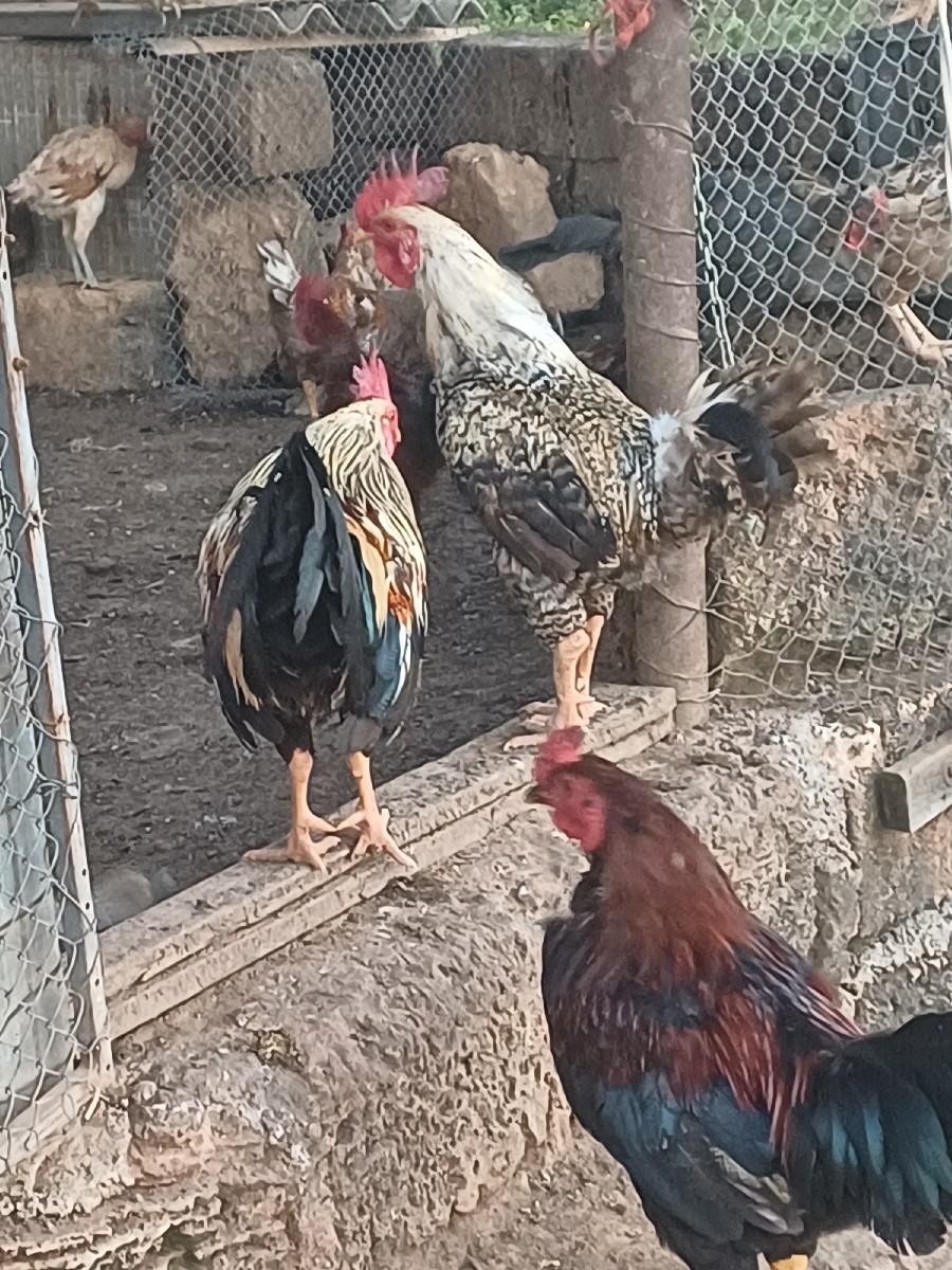 થંબનેલ 3