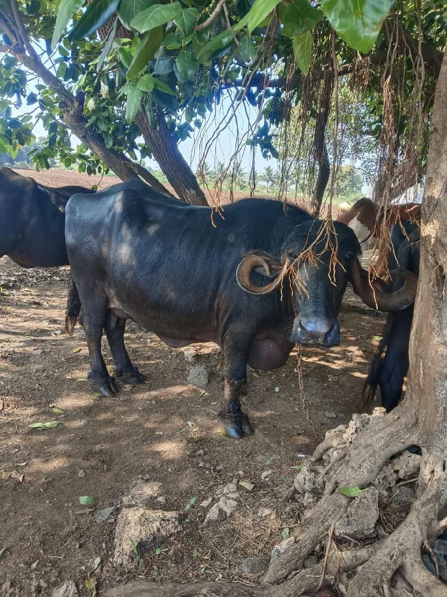 થંબનેલ 3