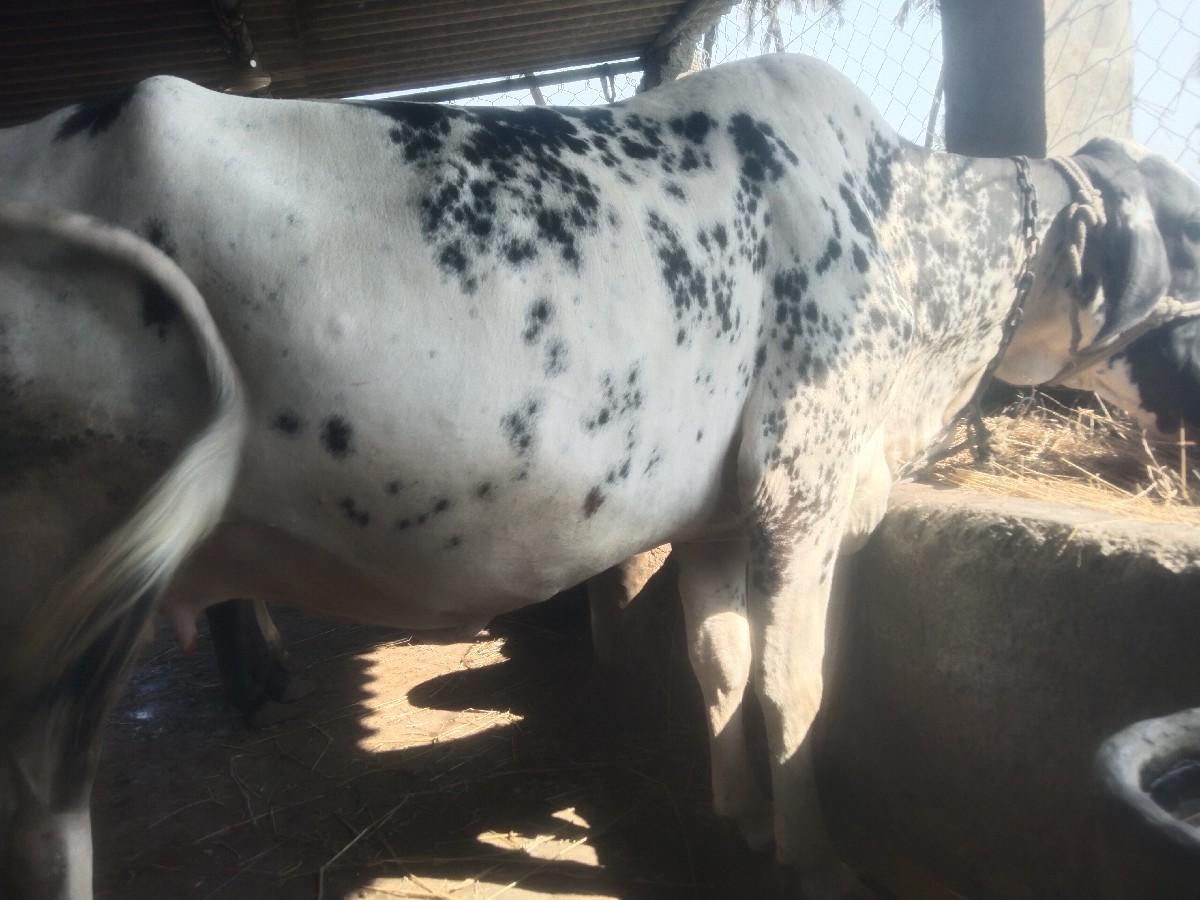 બે ગાયો વેચવાની છે