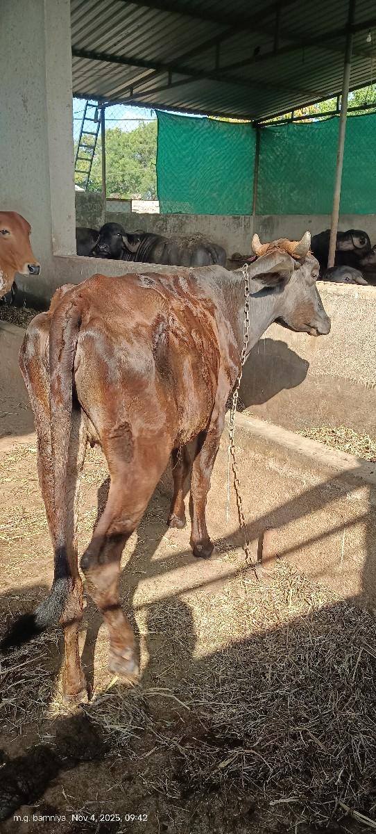 જરશી વાસડી