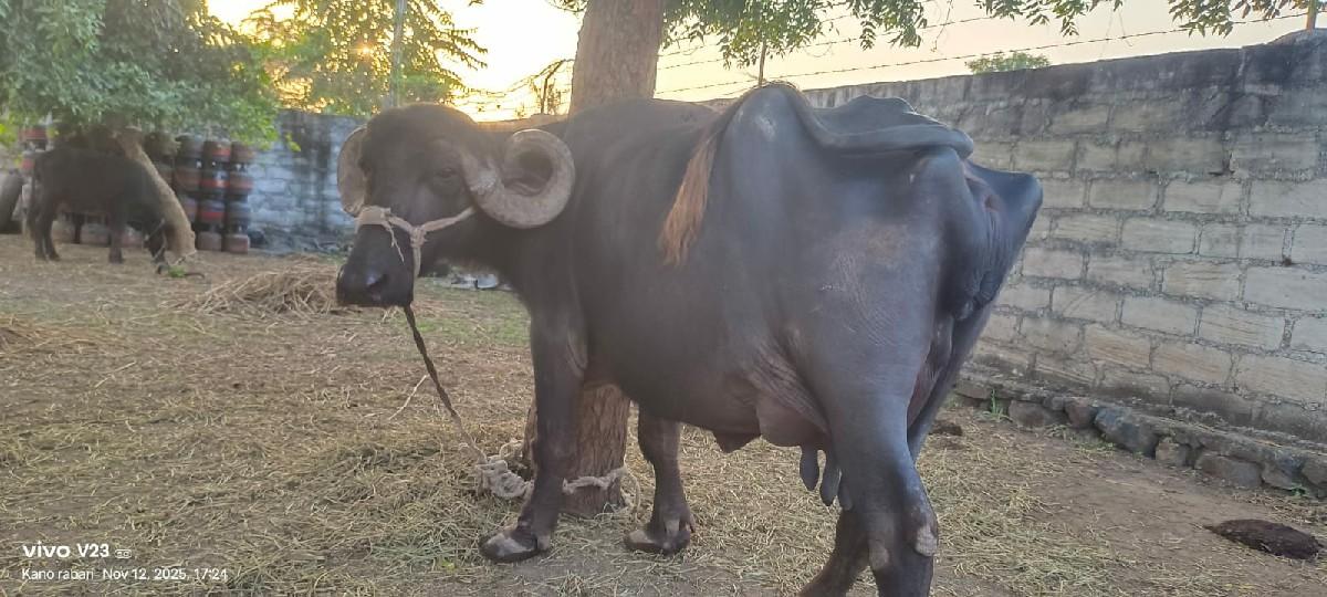 થંબનેલ 2