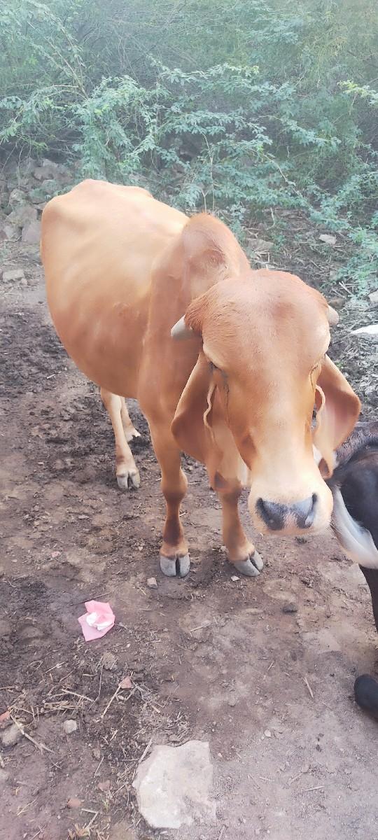 ગિર  ગાય