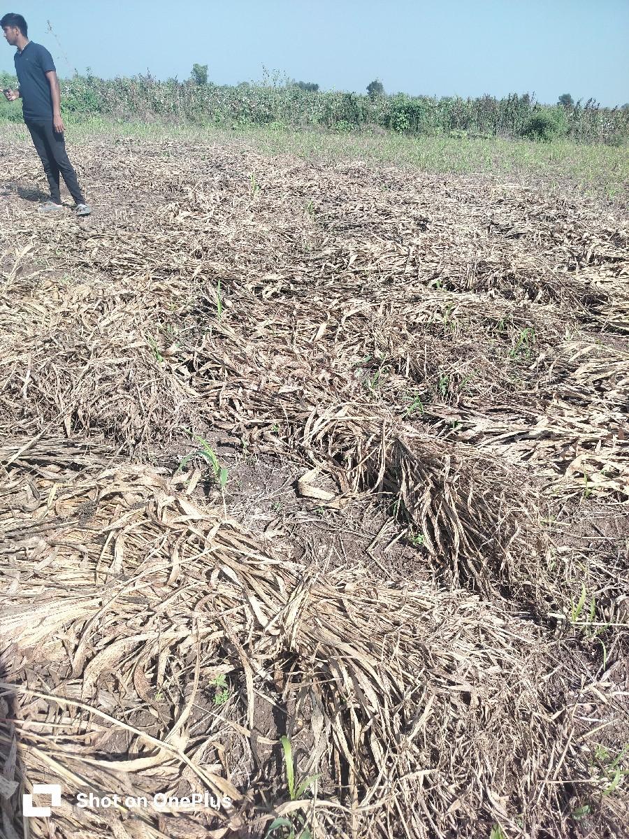 સૂકું નીરણ/સૂકી કડબ/સુકી જાર