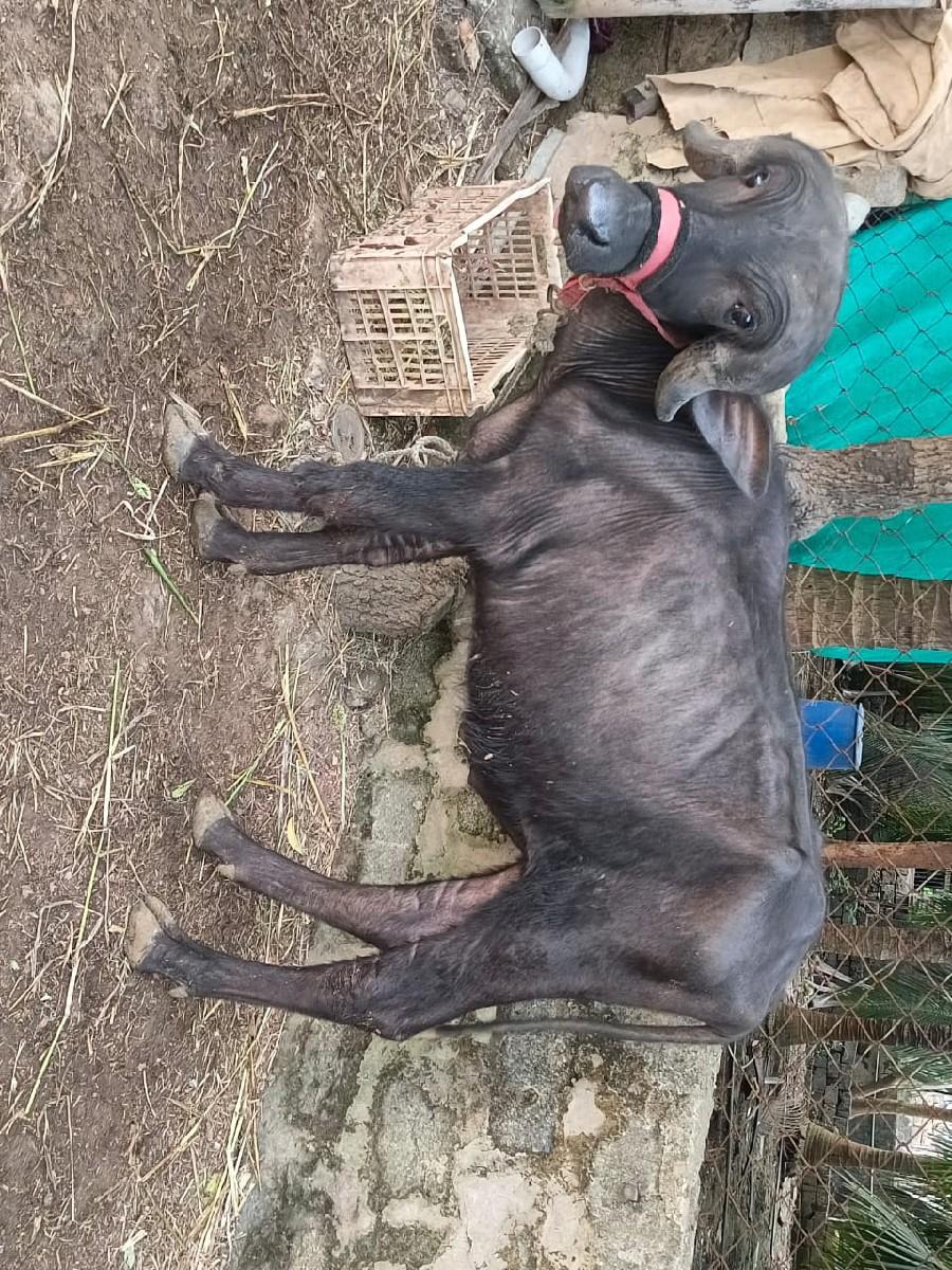 પાડો વેચવા નો છે