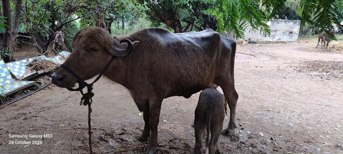 થંબનેલ 2