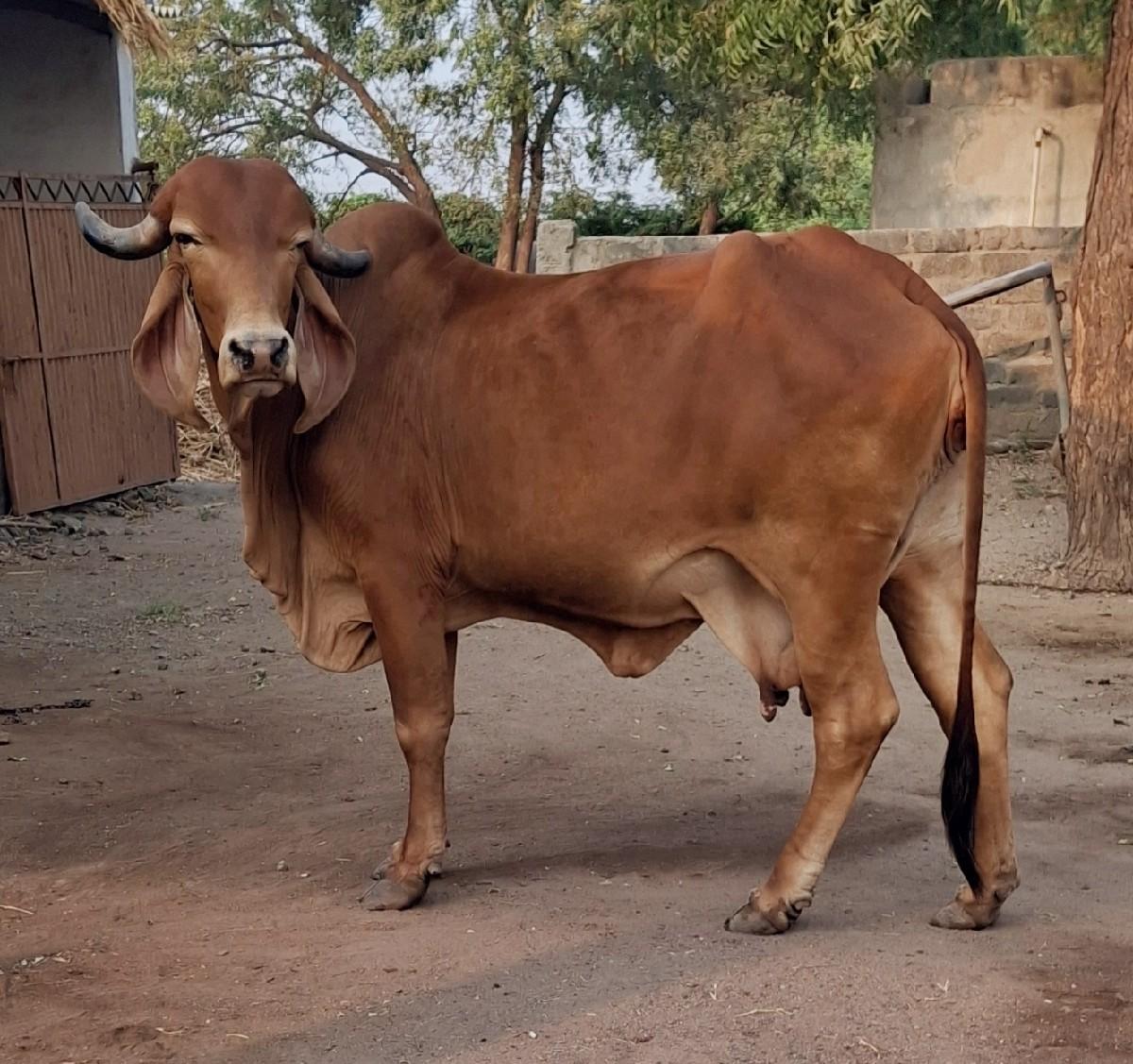 થંબનેલ 3