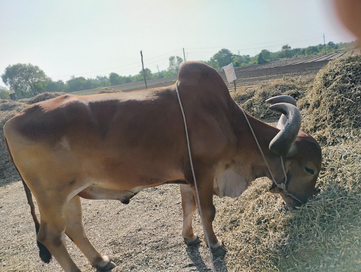 થંબનેલ 2