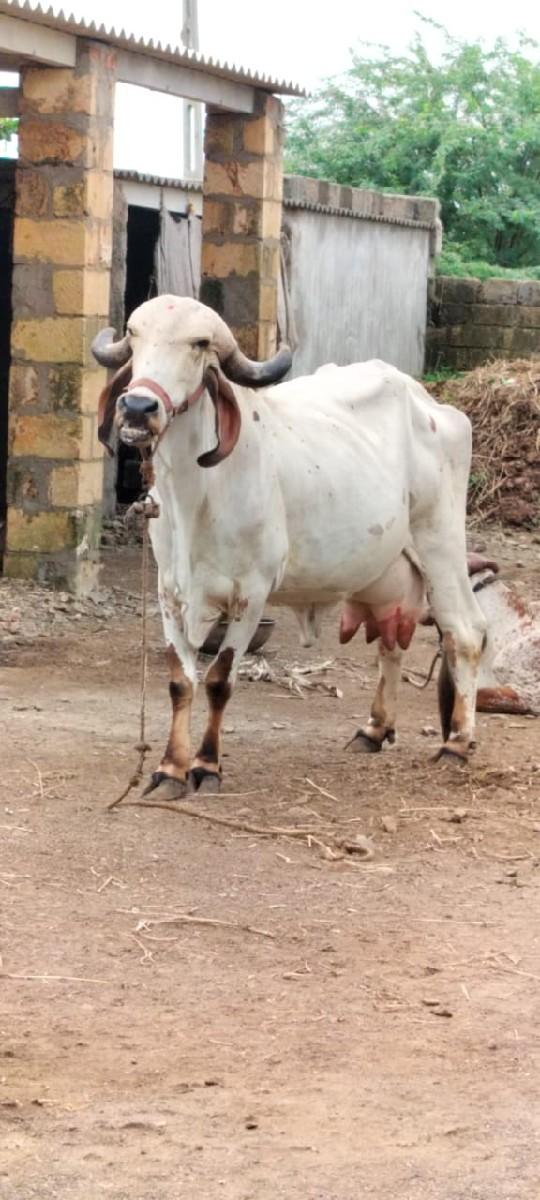 થંબનેલ 2